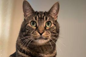 After Human Uses Head Massager on Cat Once, He Demands It Almost Daily