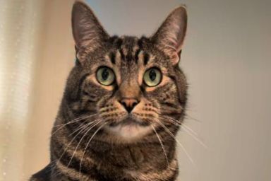 After Human Uses Head Massager on Cat Once, He Demands It Almost Daily
