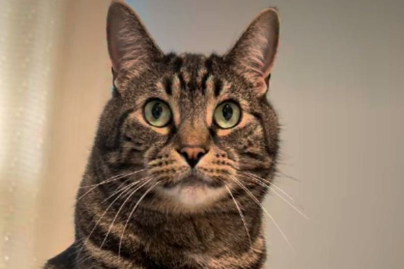 After Human Uses Head Massager on Cat Once, He Demands It Almost Daily