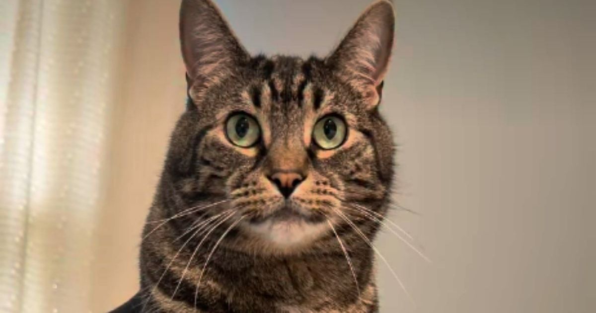 PetWireDaily — After Human Uses Head Massager on Cat Once, He Demands It Almost Daily
