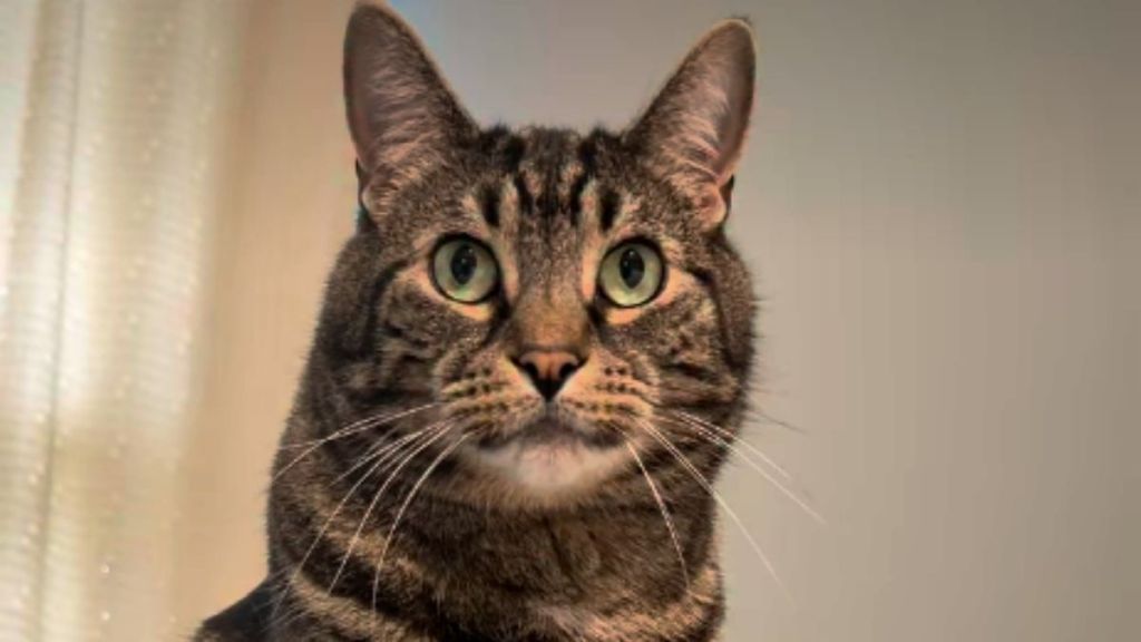 After Human Uses Head Massager on Cat Once, He Demands It Almost Daily