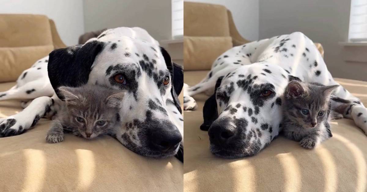 PetWireDaily — Tiny Rescue Kitten Is Loved by Big Dog Like She’s the Most Precious Thing in the World