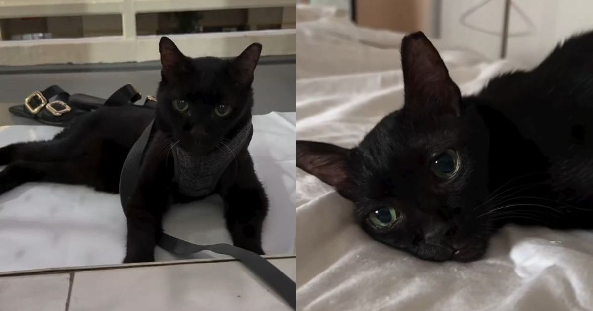 PetWireDaily — Senior Stray Cat Never Takes Her Eyes off the Owner Who Adopted Her