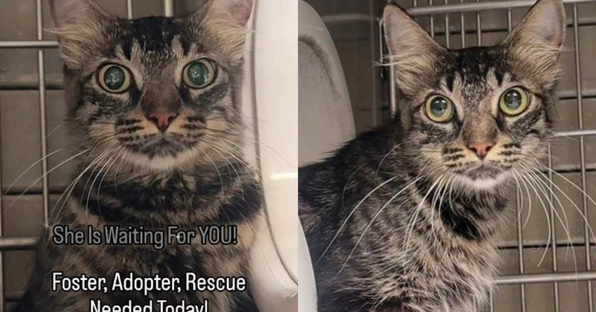 PetWireDaily — Shelter Cat Faces a Race Against Time Waiting for Someone to Adopt Her