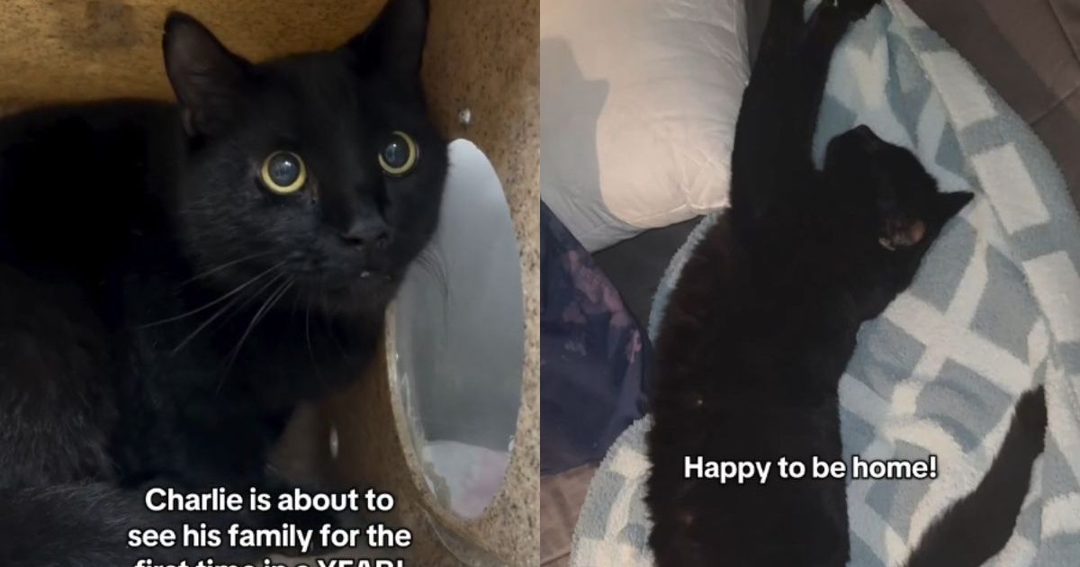 PetWireDaily — Rescue Cat Missing for a Year Finally Reunites With the Family Who Never Gave Up