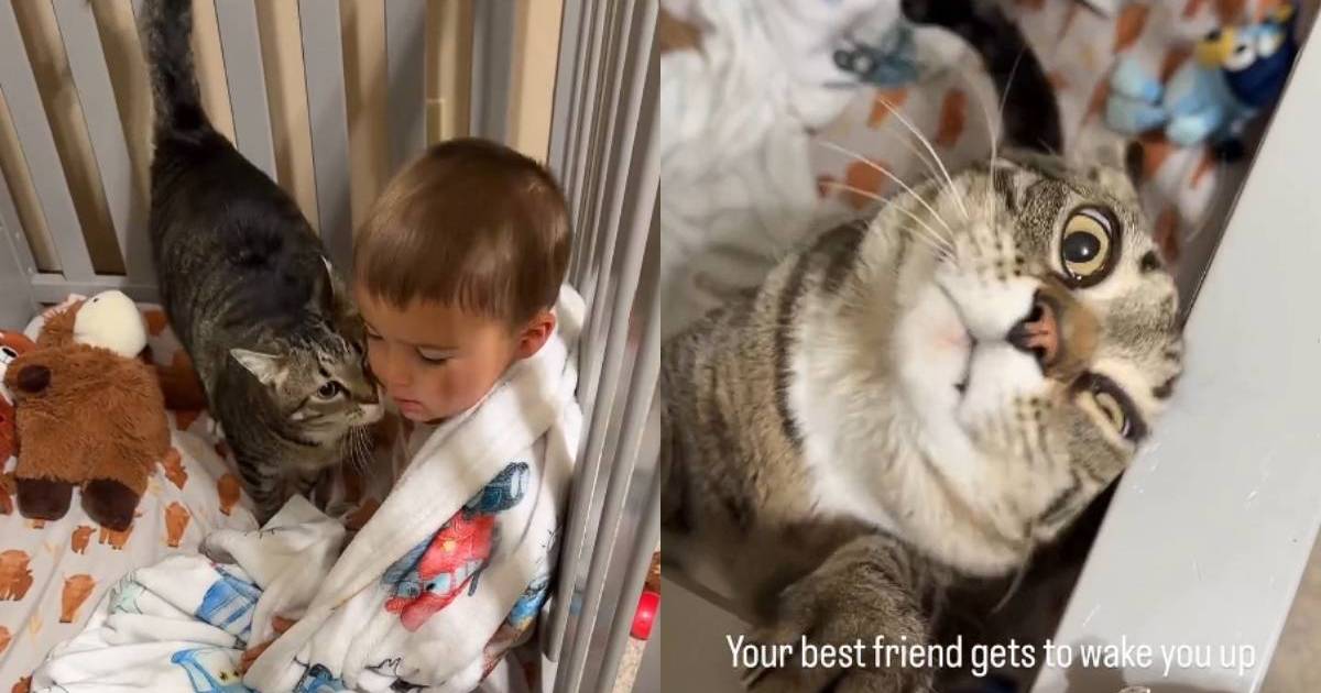 PetWireDaily — Cat’s Morning Ritual With Toddler in Crib Is Too Adorable to Miss