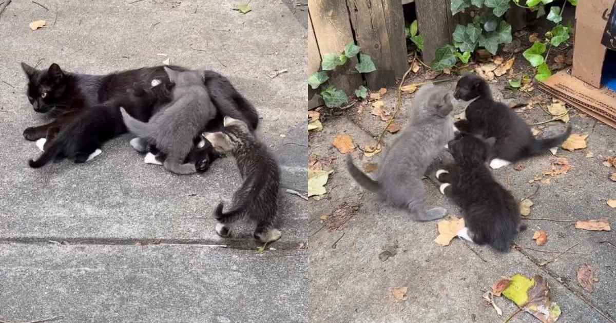 PetWireDaily — Mama Cat Thought She Was Raising Her Kittens All by Herself Until One Day Everything Changed