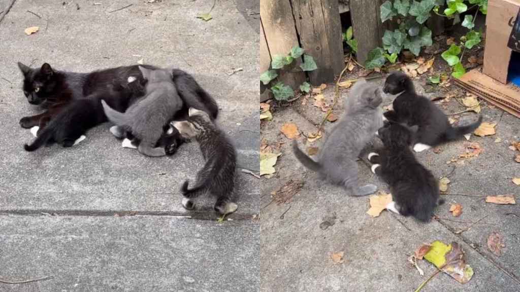 Mama Cat Thought She Was Raising Her Kittens All by Herself Until One Day Everything Changed