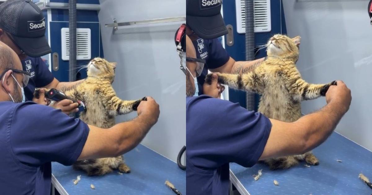 PetWireDaily — Cat Goes Viral for the Unexpected Way He Gets His Fur Trimmed