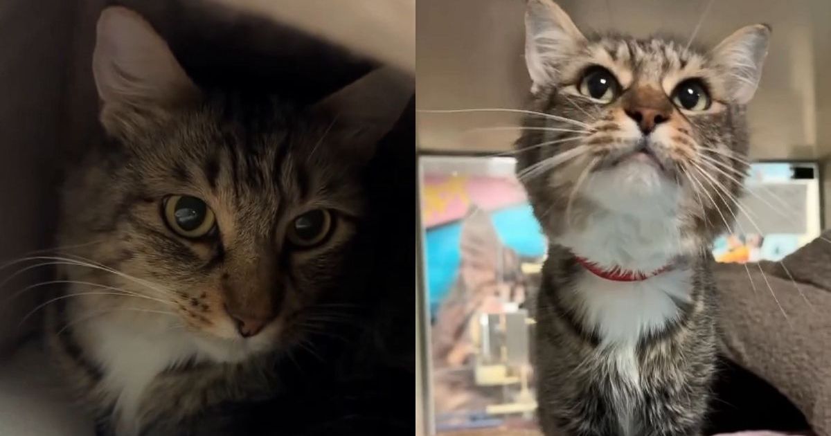 PetWireDaily — Shelter Cat Has Been ‘Starved for Love’ but Still Wants To Feel Safe in Her Little Room