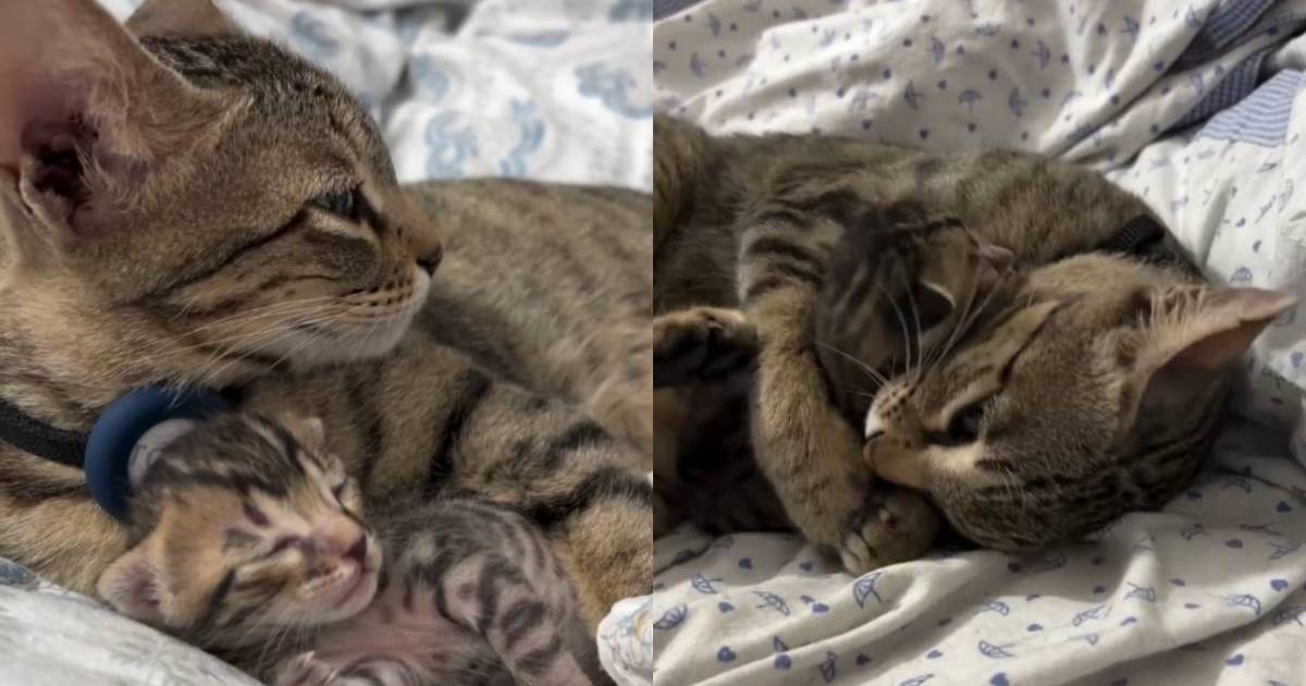 PetWireDaily — Mama Cat Welcomes One Precious Kitten & Makes Him Her Whole World