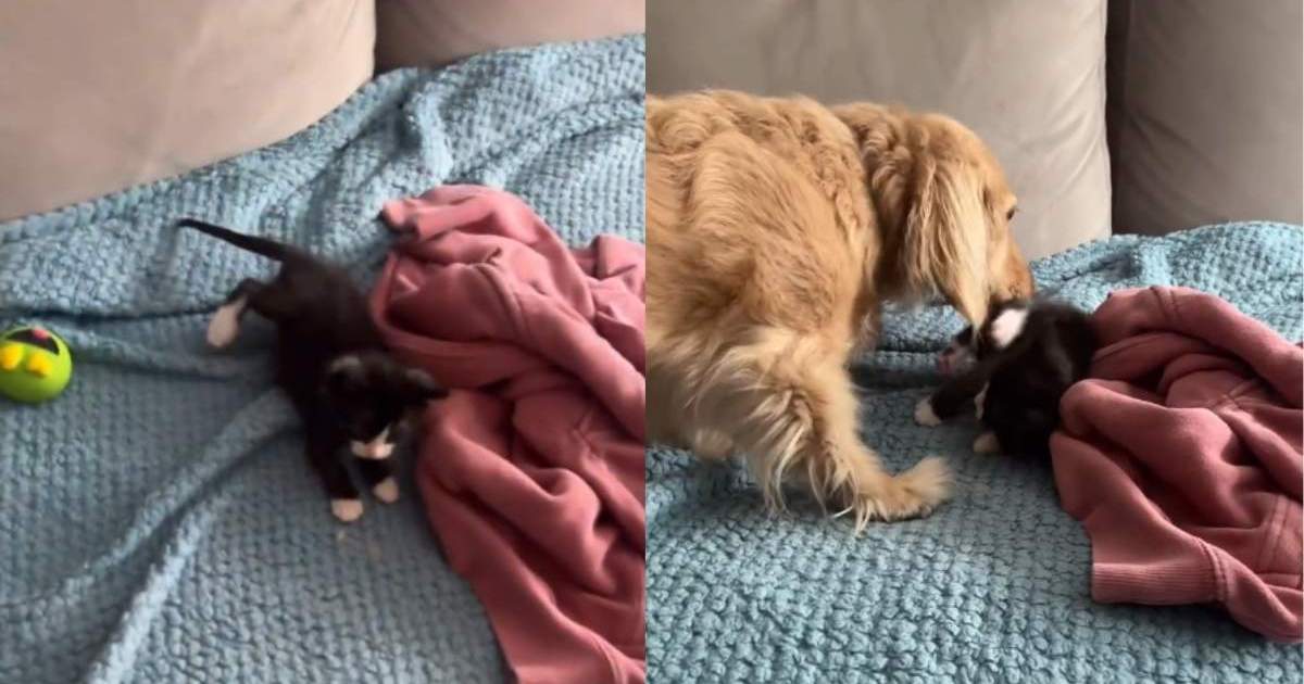 PetWireDaily — Foster Kitten Is Showered With Kisses From Dachshund First Thing in the Morning