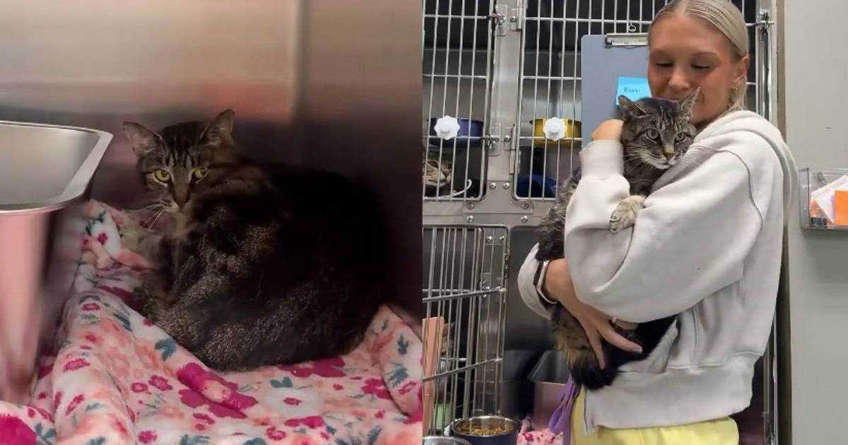 PetWireDaily — Shelter Cat Discarded & Left Alone by Someone She Loved Gets a Second Chance at Life
