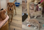 Dog cat video