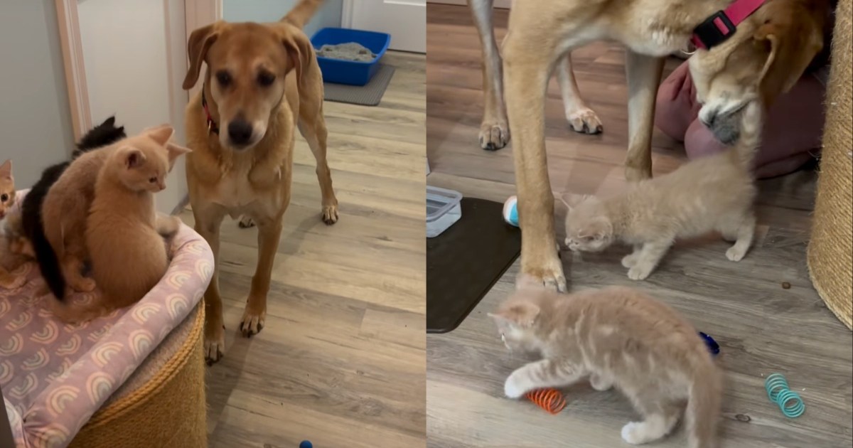 PetWireDaily — Dog Becomes the Loving ‘Cat Dad’ These Tiny Kittens Never Knew They Needed