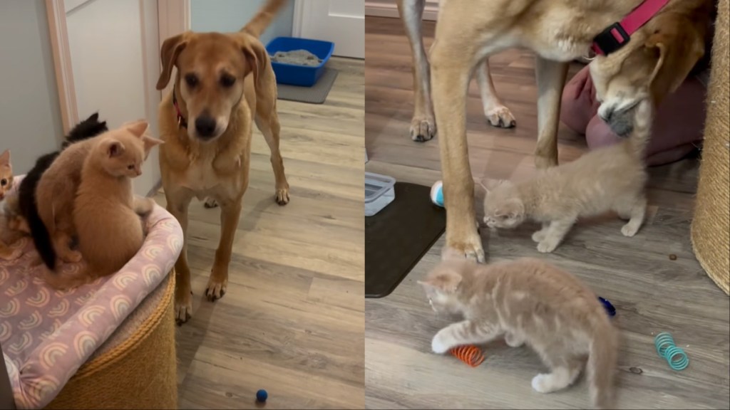 Dog Becomes the Loving ‘Cat Dad’ These Tiny Kittens Never Knew They Needed