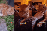 Rescue Cat Spent Years Sleeping on ‘Cold’ Concrete, Unaware a Soft Bed Waited for Him