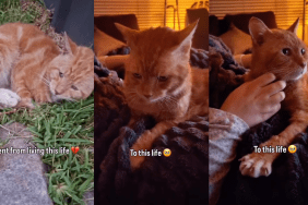 Rescue Cat Spent Years Sleeping on ‘Cold’ Concrete, Unaware a Soft Bed Waited for Him
