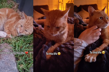 Rescue Cat Spent Years Sleeping on ‘Cold’ Concrete, Unaware a Soft Bed Waited for Him