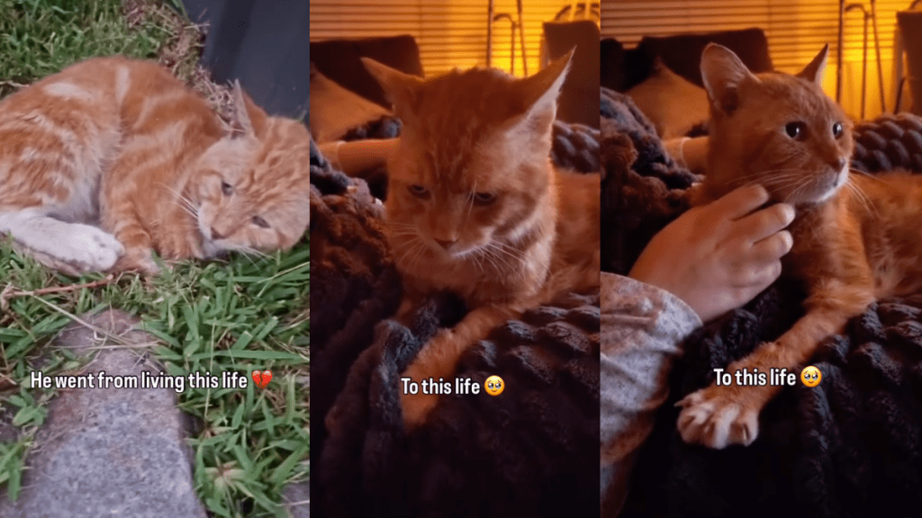 Rescue Cat Spent Years Sleeping on ‘Cold’ Concrete, Unaware a Soft Bed Waited for Him