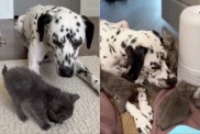 Baby Rescue Kittens Trust Big Dog Who Protects & Loves Them Like They’re Her Own