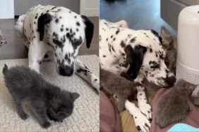 Baby Rescue Kittens Trust Big Dog Who Protects & Loves Them Like They’re Her Own