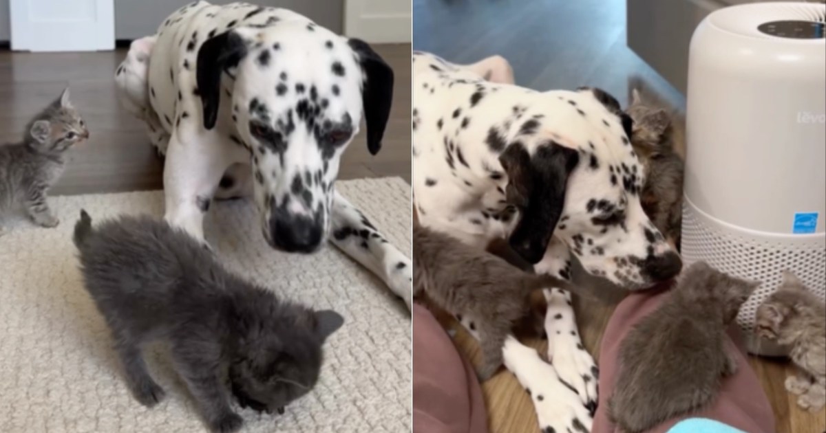 PetWireDaily — Baby Rescue Kittens Trust Big Dog Who Protects & Loves Them Like They’re Her Own
