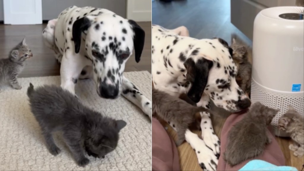 Baby Rescue Kittens Trust Big Dog Who Protects & Loves Them Like They’re Her Own