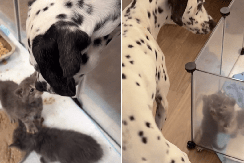tiny foster kitten big dog
