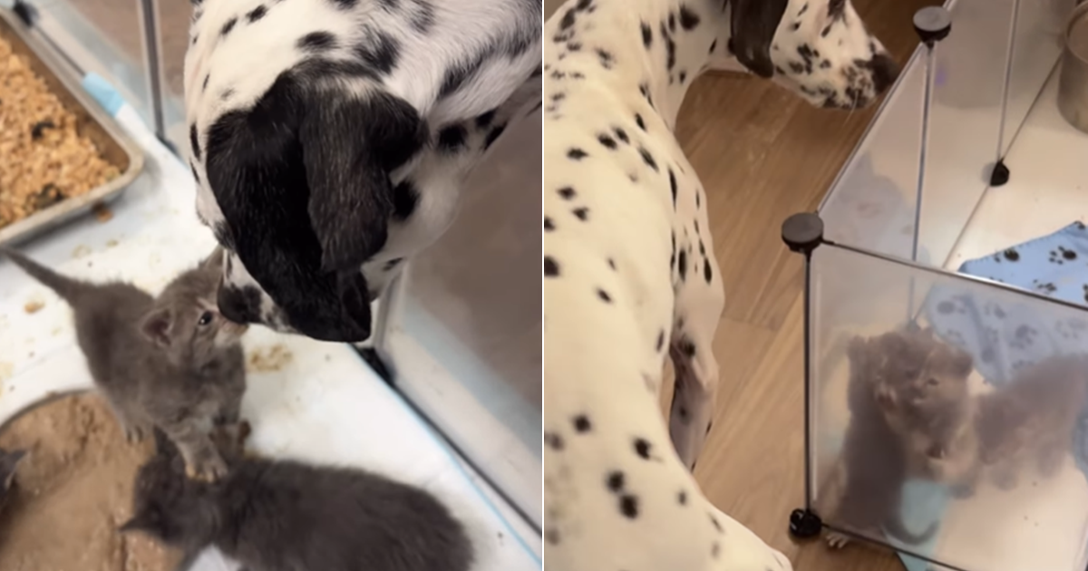 PetWireDaily — Tiny Foster Kitten Can’t Wait To Leap Into Big Dog’s Arms & It’s a Moment Worth Savoring