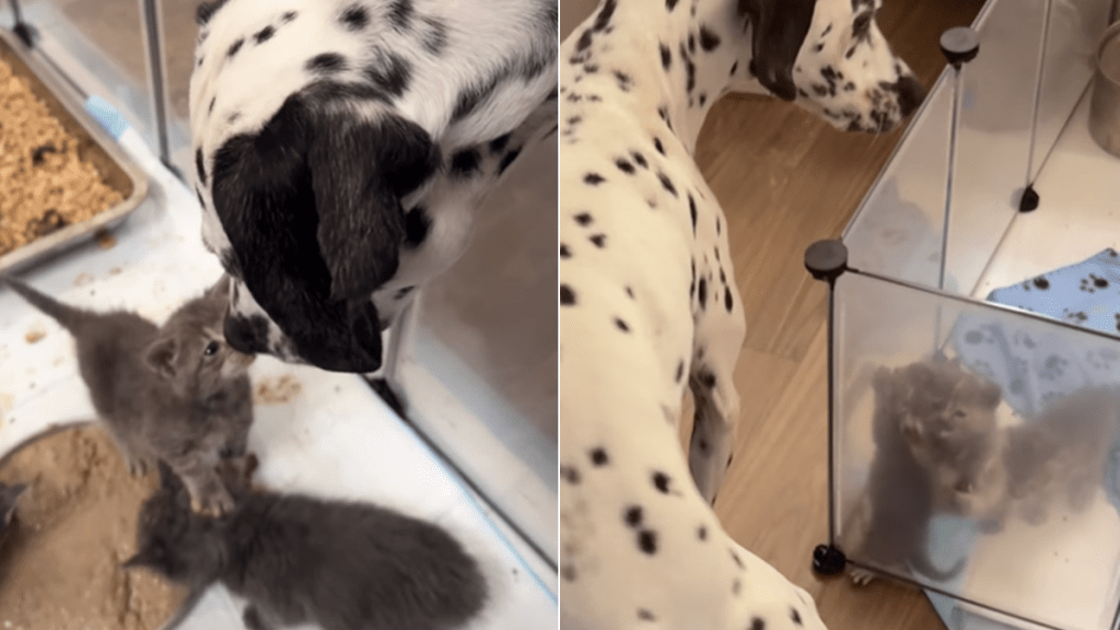 tiny foster kitten big dog