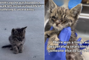 shelter cat video