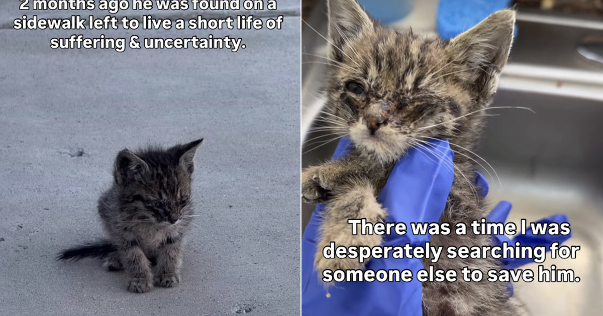 PetWireDaily — Cat Once Lived a Life of Suffering & Uncertainty Until a Human Changed His Fate