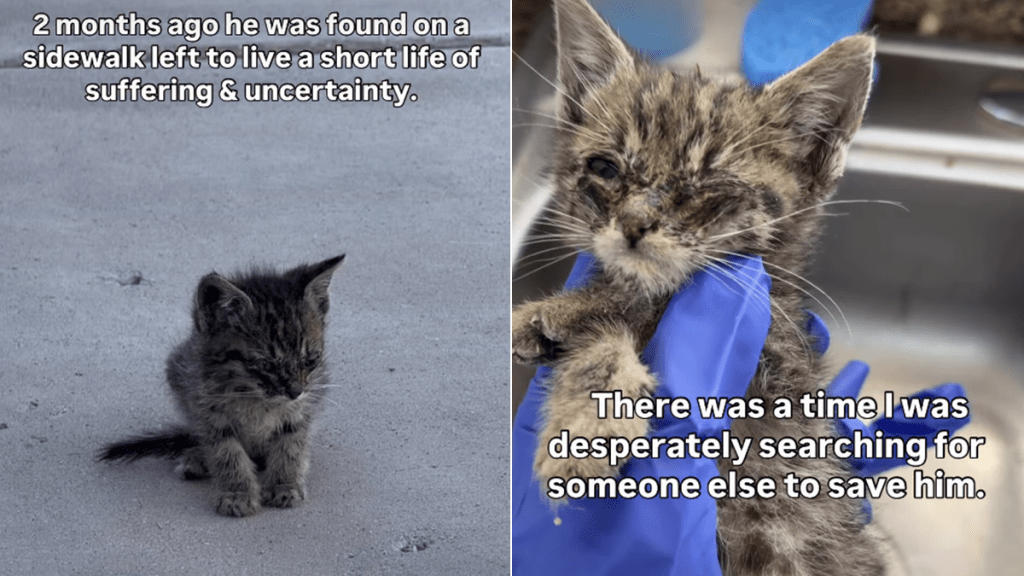 shelter cat video