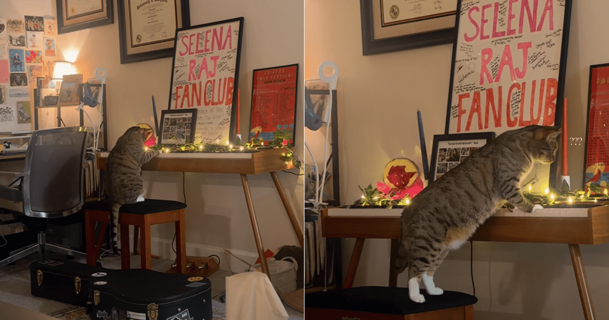 PetWireDaily — Cat Accidentally Composes a ‘Meowsterpiece’ & Is Branded a ‘Mozart’