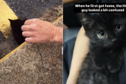 cat video