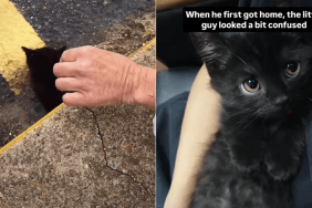 cat video