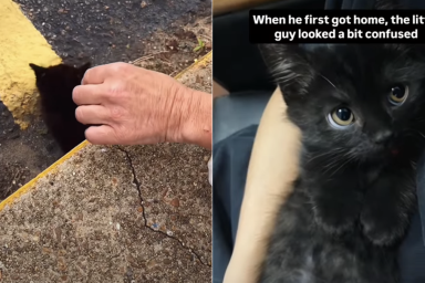 cat video
