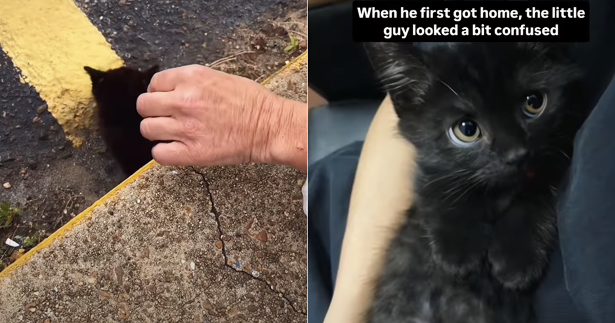 PetWireDaily — Rescue Kitten Couldn’t Stop Hissing at Every Touch, Now He Looks at His Owner With Nothing but Love