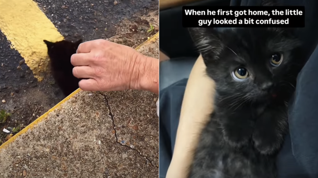 cat video