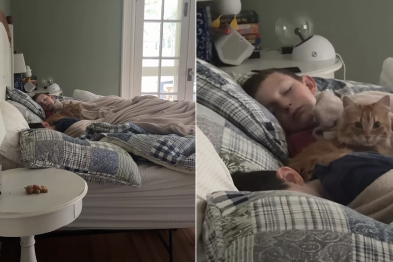 cat sleep babies video