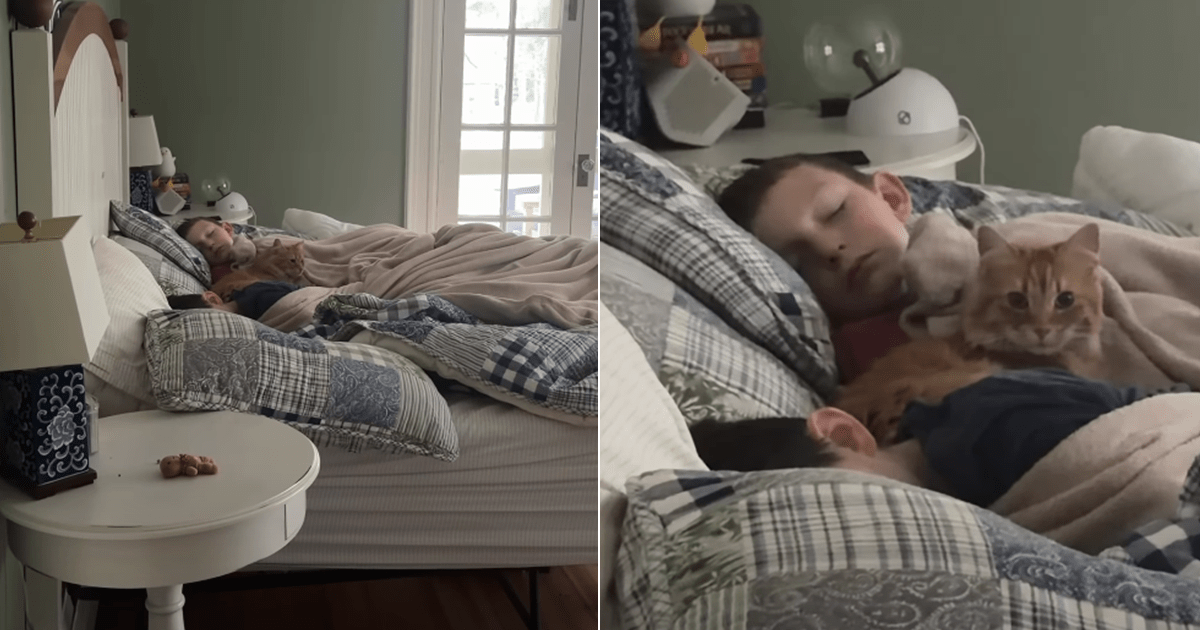 PetWireDaily — Cat Sneaks Into Kids’ Bed—Convinced They’re Her Babies