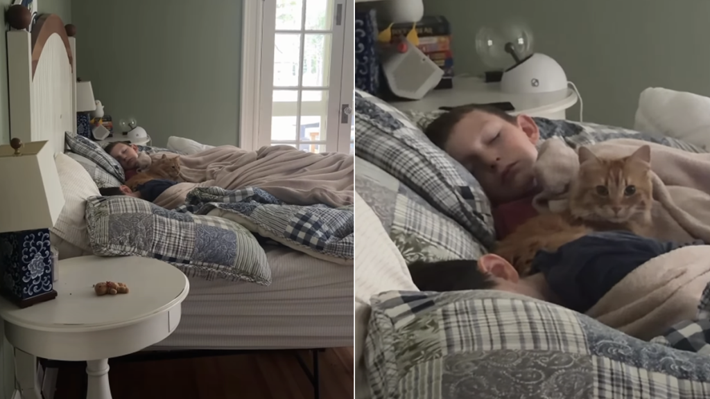 cat sleep babies video