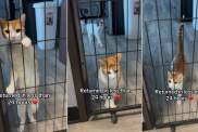 Cat Looks Out the Shelter Door After Family Returns Him in Under 24 Hours