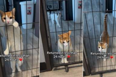 Cat Looks Out the Shelter Door After Family Returns Him in Under 24 Hours