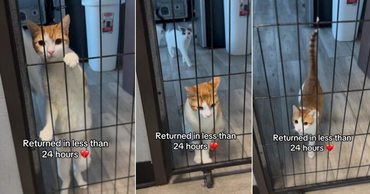 PetWireDaily — Cat Looks Out the Shelter Door After Family Returns Him in Under 24 Hours