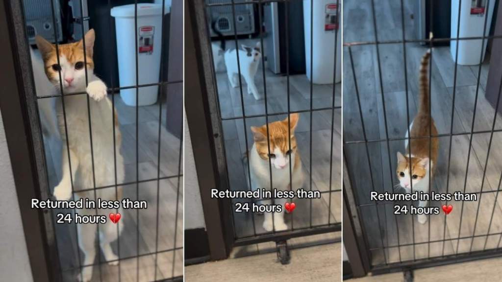 Cat Looks Out the Shelter Door After Family Returns Him in Under 24 Hours