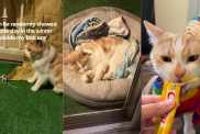 Injured Cat Randomly Enters Human's Home Before His Life Completely Changes