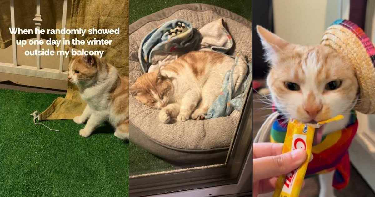 PetWireDaily — Injured Cat Randomly Enters Human’s Home Before His Life Completely Changes