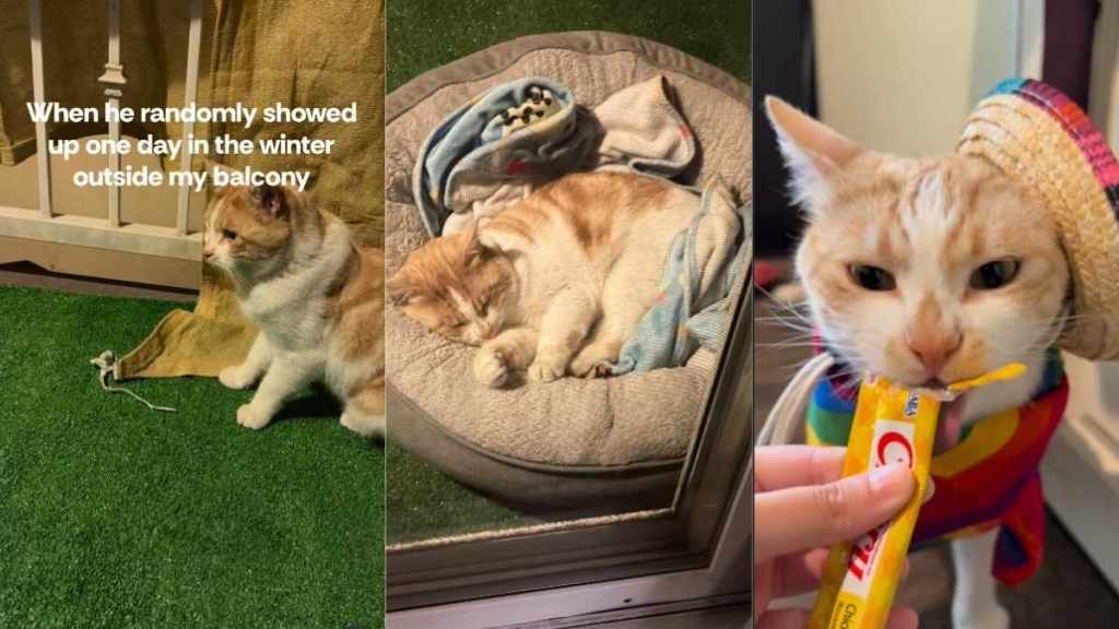 Injured Cat Randomly Enters Human's Home Before His Life Completely Changes